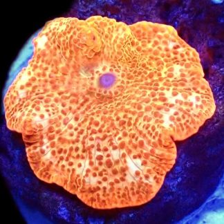 WYSIWYG 33F Golden Idol Mushroom