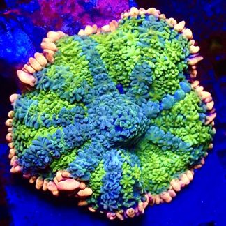 WYSIWYG Frankenstein Bounce Mushroom T16