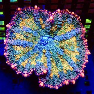 WYSIWYG Frankenstein Bounce Mushroom T19