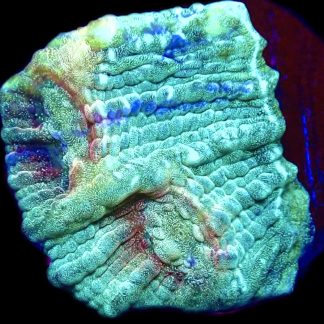 WYSIWYG T2 Urban Graffiti Rainbow Chalice Frag