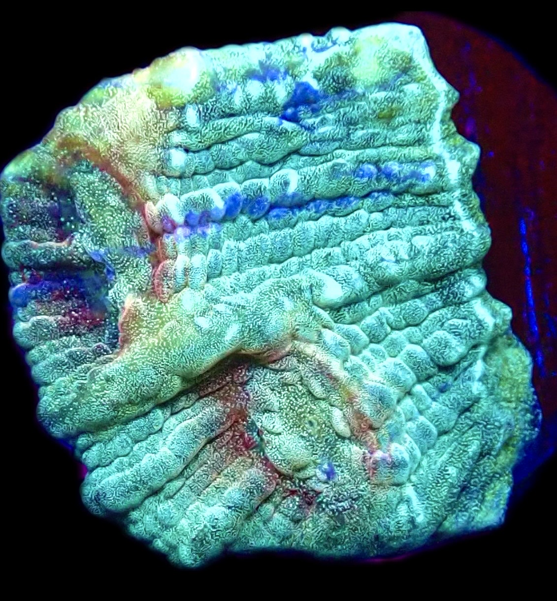 WYSIWYG T2 Urban Graffiti Rainbow Chalice Frag