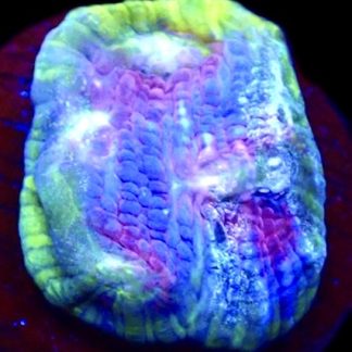 WYSIWYG T3 Urban Graffiti Rainbow Chalice Frag