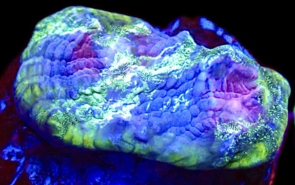 WYSIWYG T4 Urban Graffiti Rainbow Chalice Frag