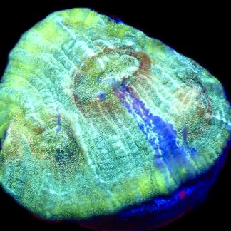 WYSIWYG T5 Urban Graffiti Rainbow Chalice Frag