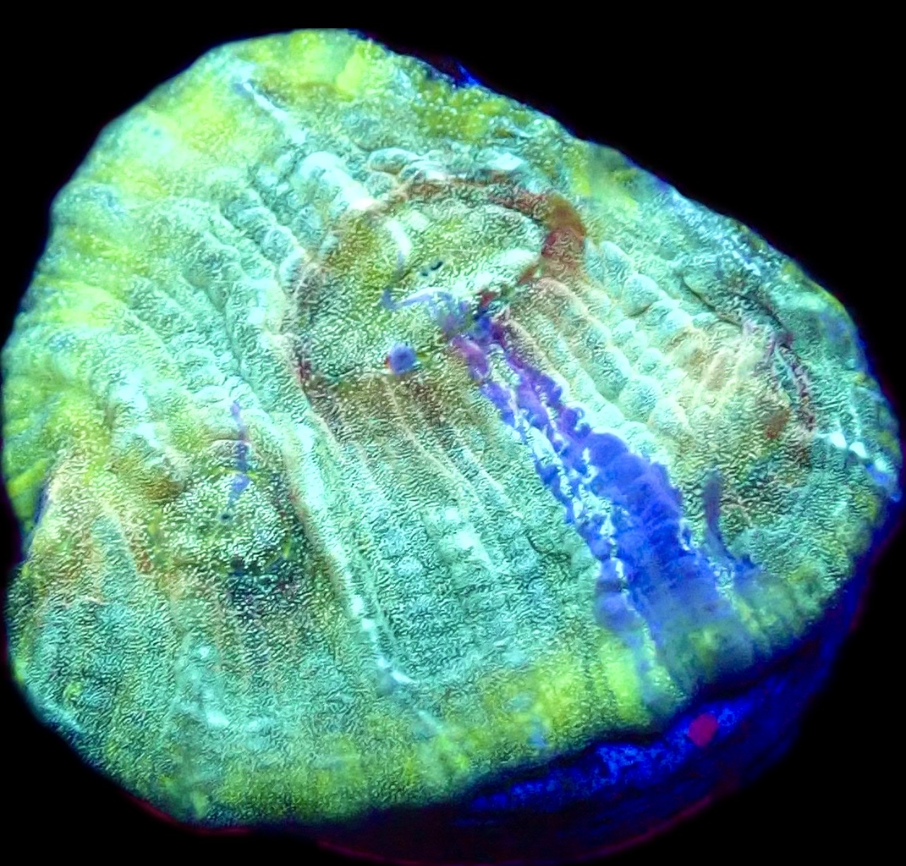 WYSIWYG T5 Urban Graffiti Rainbow Chalice Frag