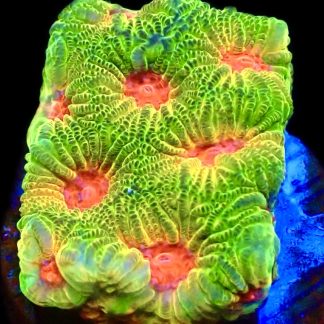 WYSIWYG 8K Fascination Favia Frag