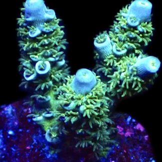 WYSIWYG 18G Blue Azure Acropora Tenius