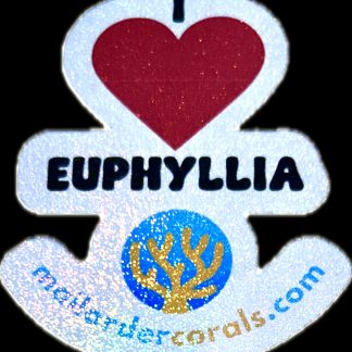 M.O.C I Love Euphyllia Sticker