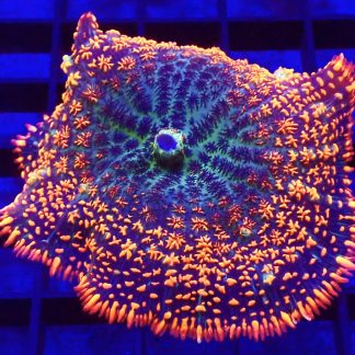 WYSIWYG A1 Ultra Ring Of Fire Rhodactis Mushroom Extra Large