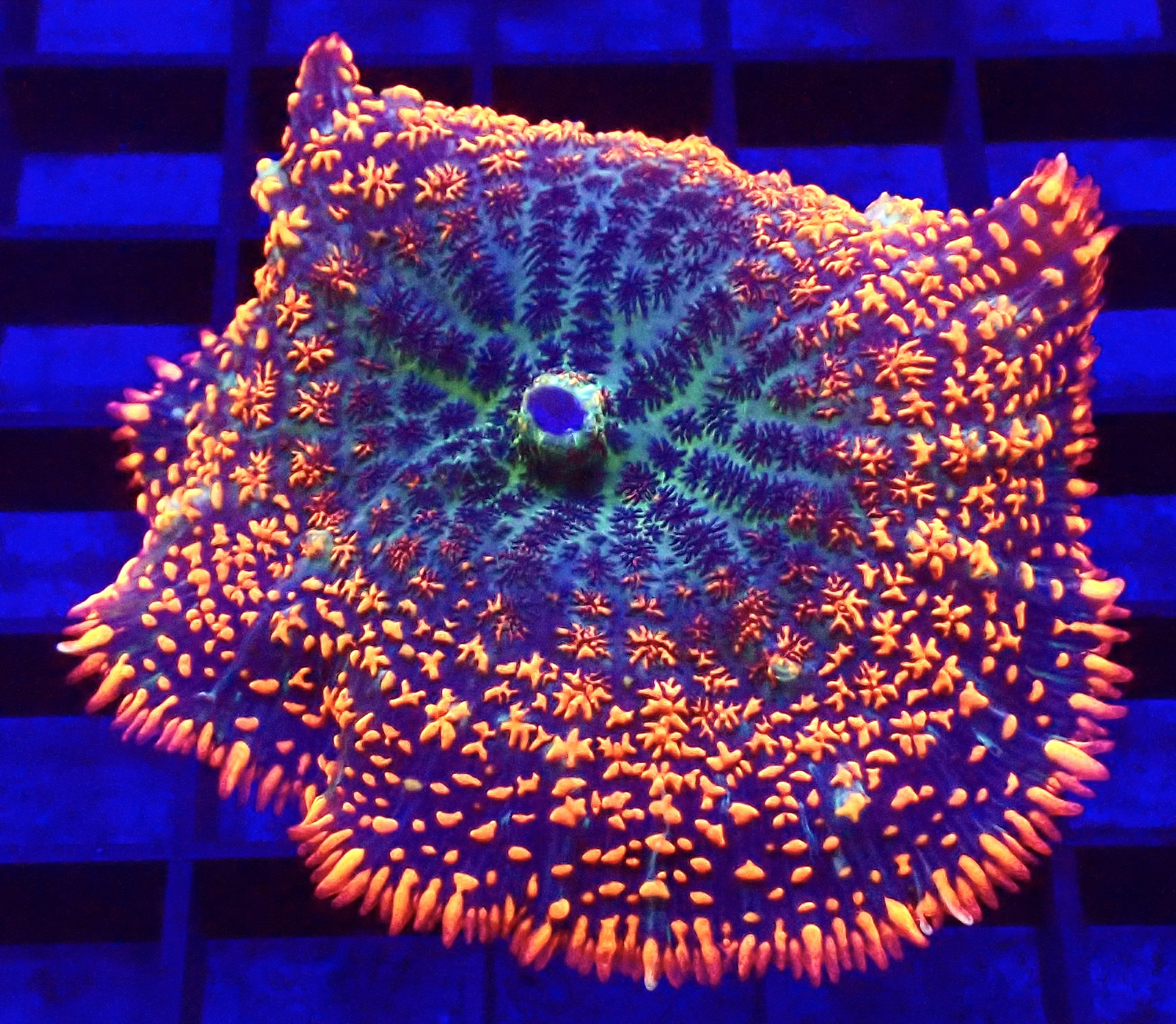 WYSIWYG A1 Ultra Ring Of Fire Rhodactis Mushroom Extra Large