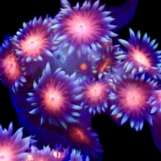 Fireball Goniopora Frag (15+ Polyps)