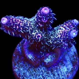 WYSIWYG 20F Hot Fuzz Millepora Frag