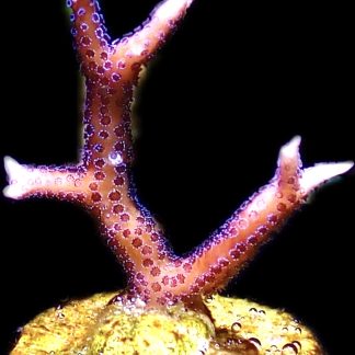 WYSIWYG 17F Pink Seriatopora Hysterix Frag