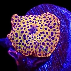 WYSIWYG 30F Ultra Discosoma Mushroom