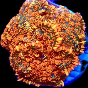 Ultra Forest Flare Mushroom Small