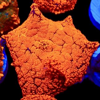 Flaming Hot Rhodactis Mushroom Coral Medium Single