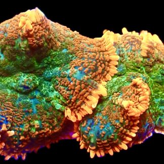 Ultra Fields Of Fire Fire Mushroom Single