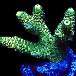 WYSIWYG 23FLemon Tip Millepora Frag Large