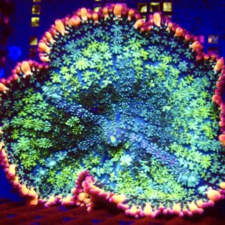 WYSIWYG Frankenstein Bounce Mushroom T18