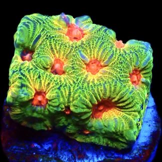 WYSIWYG 7D Fascination Favia Frag