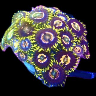 WYSIWYG Zoanthid Frag C5