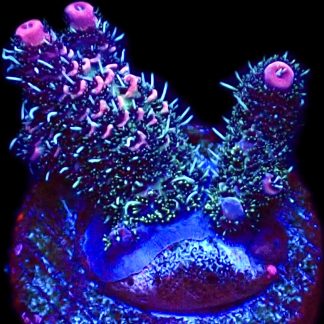 WYSIWYG 21F Hot Fuzz Millepora Frag