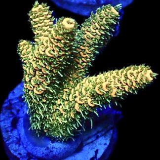 WYSIWYG 22H Sunset Millepora Frag Large