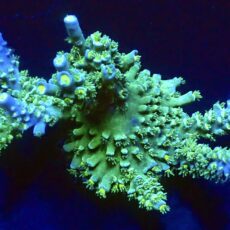 WYSIWYG R1 Wild Heather Acropora Tenius (80mm Colony)