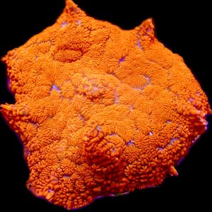 Flaming Hot Rhodactis Mushroom Coral Medium Single