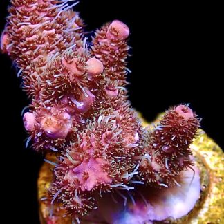 WYSIWYG 20F Hot Fuzz Millepora Frag
