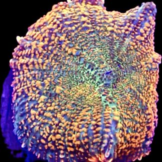 WYSIWYG A5 Ultra Rhodactis Mushroom