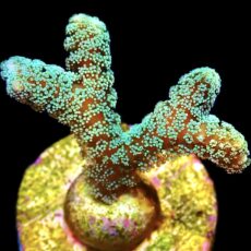 WYSIWYG 19B Fibre Optic Seriatopora Frag