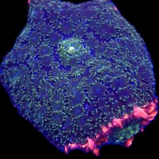 WYSIWYG A42 Frankenstein Bounce Mushroom