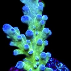 WYSIWYG 18i Electric Miyagi Tort Acropora Frag