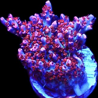 WYSIWYG 15H Dragon's Breath Acropora Frag Large ***NEW***