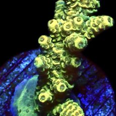 WYSIWYG 25C Canary Millepora Frag