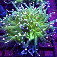 WYSIWYG Cotton Candy Torch Euphyllia Double Head 28