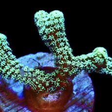 WYSIWYG M1 Fibre Optic Seriatopora Frag