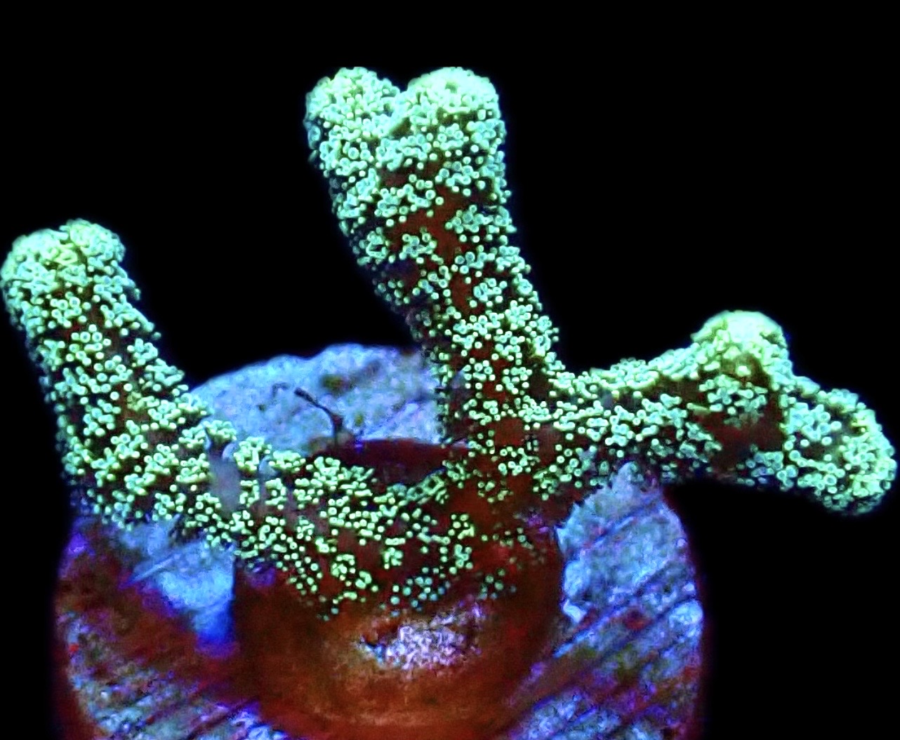WYSIWYG M1 Fibre Optic Seriatopora Frag