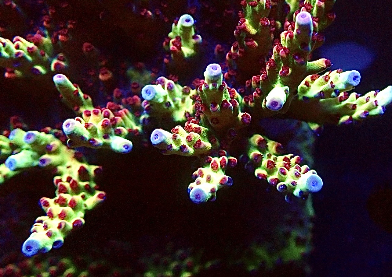 Indo Shortcake Acropora Frag - Image 2