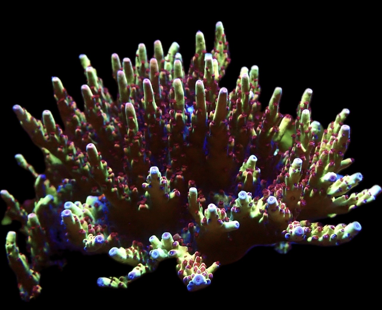 Indo Shortcake Acropora Frag - Image 3