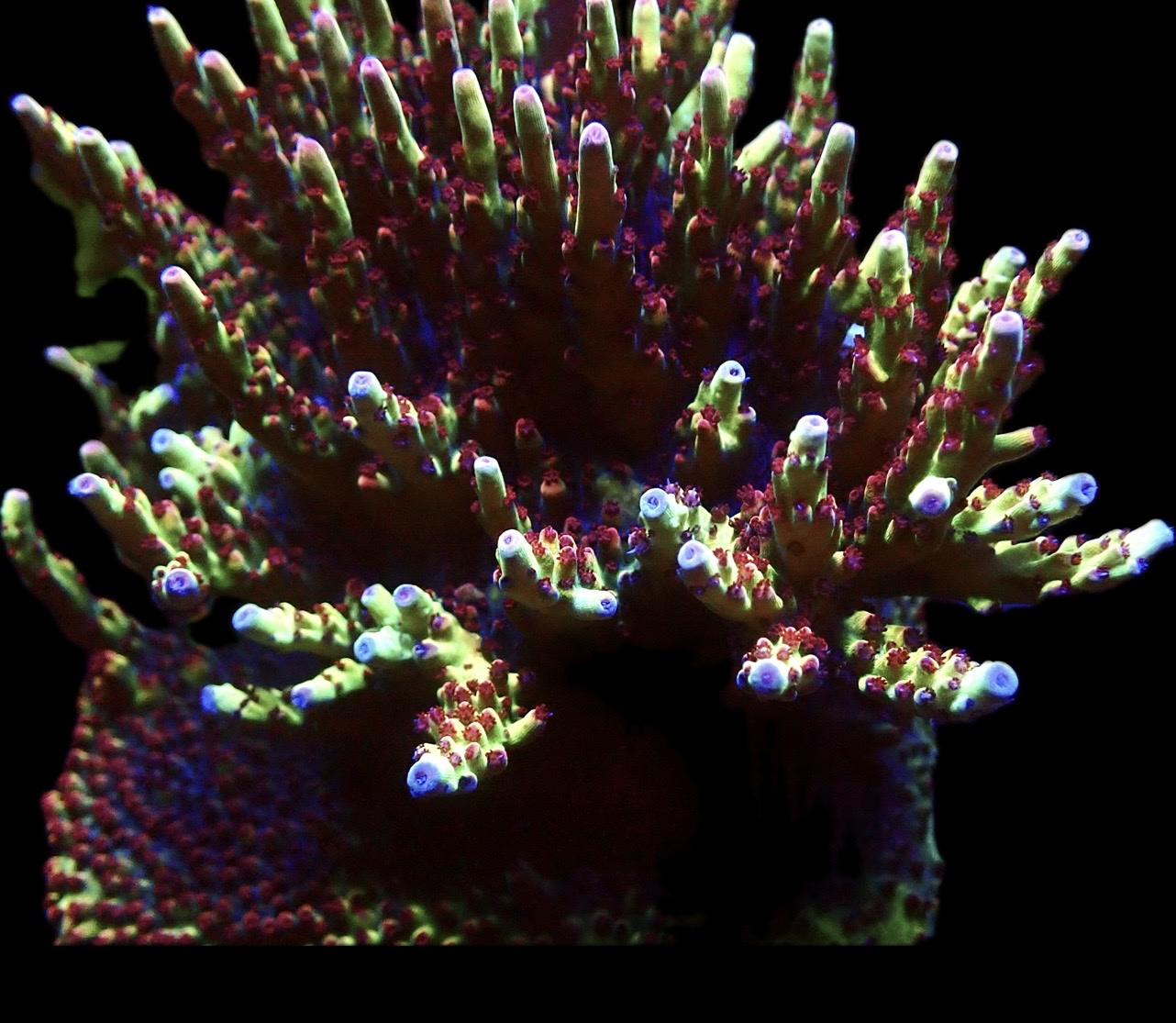Indo Shortcake Acropora Frag - Image 4