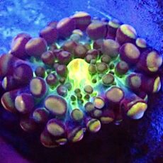 WYSIWYG 33B Rainbow Ricordea Yuma Small