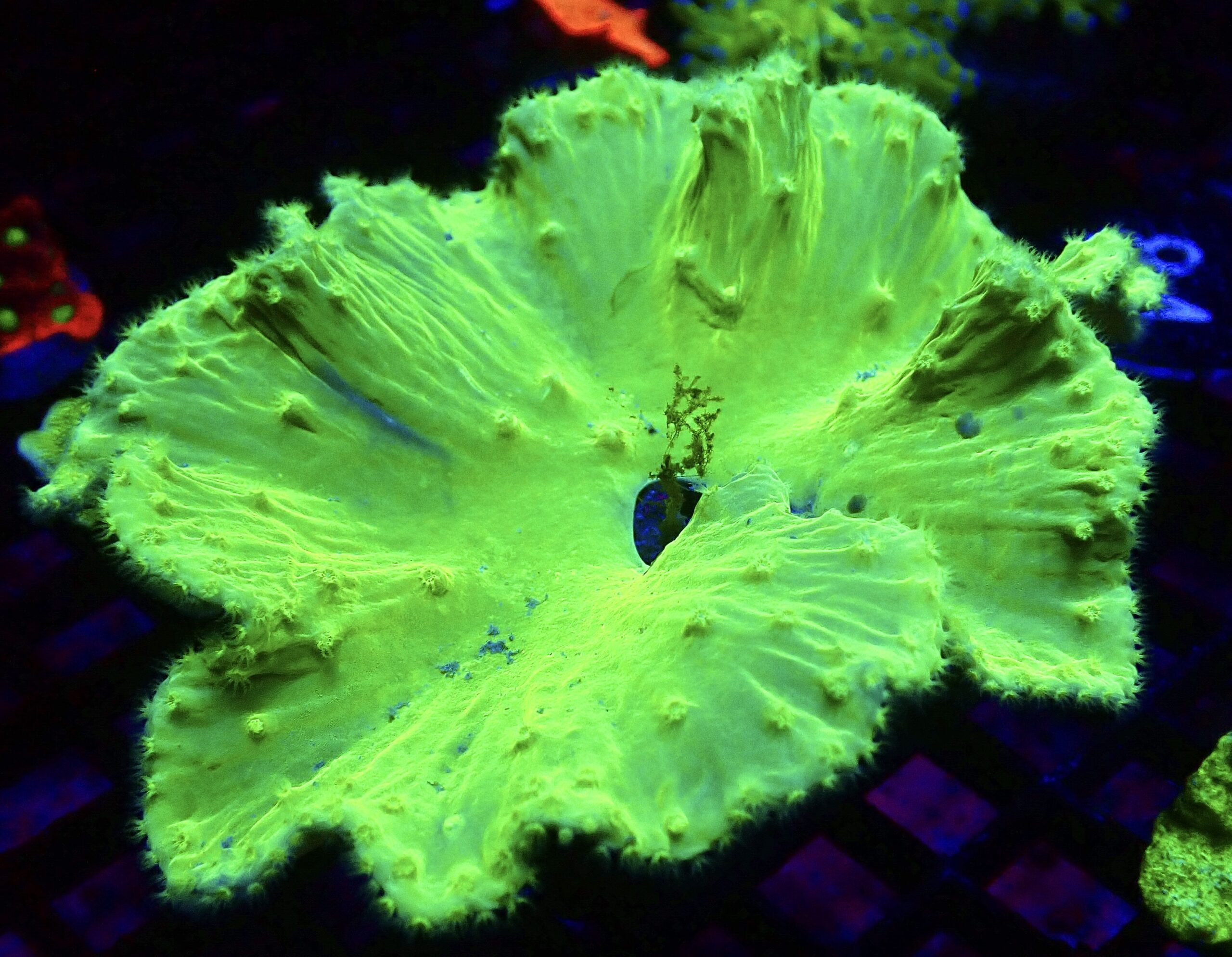 WYSIWYG Neon Green Cabbage Soft Coral Colony 39