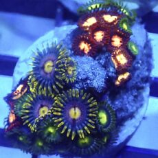WYSIWYG Zoanthid Frag R1