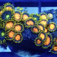 WYSIWYG Zoanthid Frag R3