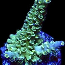 WYSIWYG 24C Wild Heather Acropora Tenius