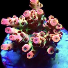 WYSIWYG 18G Bill Murray Acropora Frag