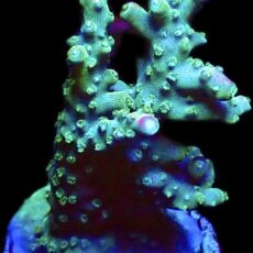 WYSIWYG 10i Rainbow Staghorn Acropora Large