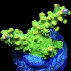 WYSIWYG 14G Rainbow Loom Ultra Frag